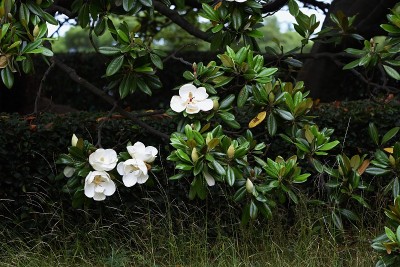 广玉兰花