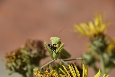 雌螳螂吞食黄蜂