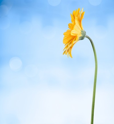 花。