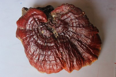 在世界喜马拉雅地区发现的药用纳格法尼蘑菇特写。