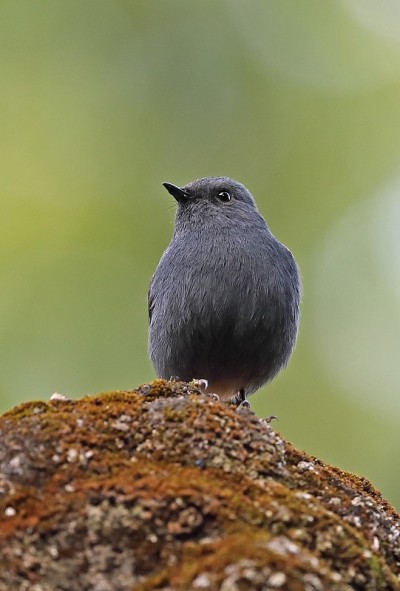 铅灰色的Water-redstart
