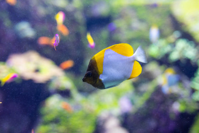 鱼的颜色外科反射在水族箱里