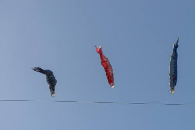 鲤鱼等浮电缆