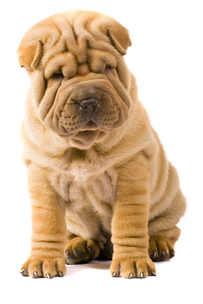 Sharpei狗
