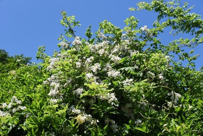 多花蔷薇(日本玫瑰)花