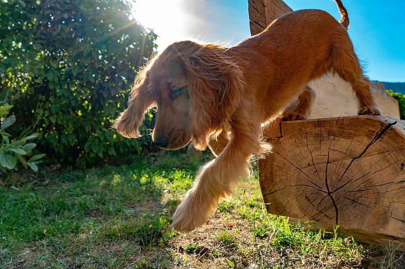 小狗可卡犬在草地上奔跑