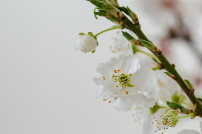 开花