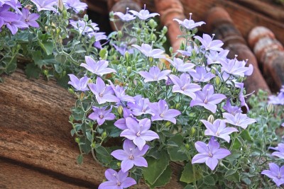 Platycodon grandiflorus
