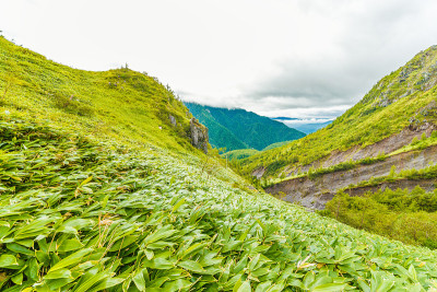 山脉和竹草