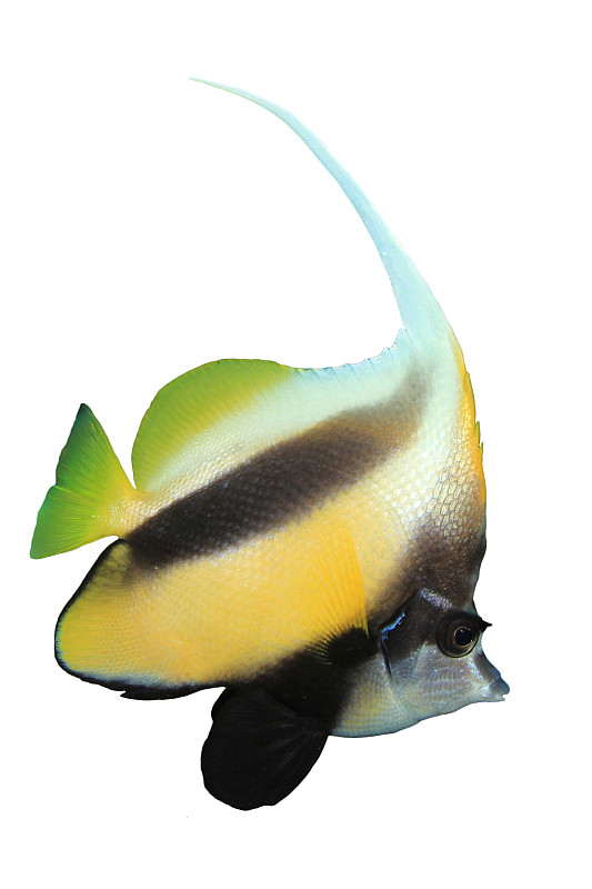 红海Bannerfish