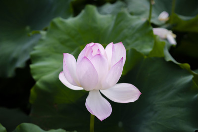 莲花