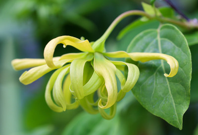 依兰花