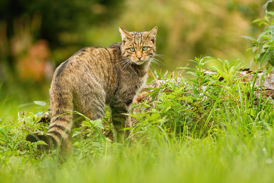 尾巴后面有黑色条纹的欧洲野猫