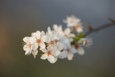 青梅花
