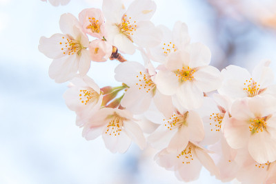 樱花(日本吉野樱桃树)