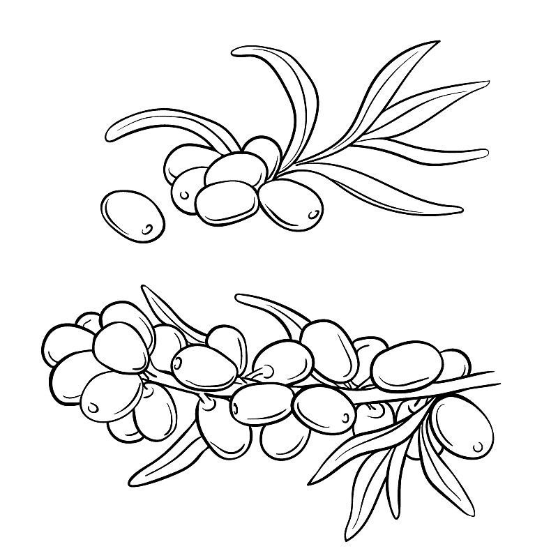 手绘一套沙棘树枝。矢量插图。治疗茶，油和药用食用浆果。食材、烹饪、美容。用于化妆品及茶叶包装设计、草