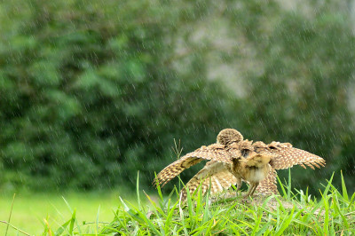 雨中的猫头鹰转过了身