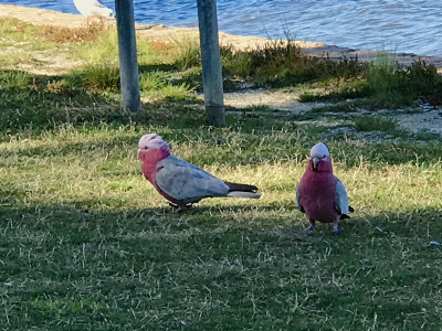 Gallah
