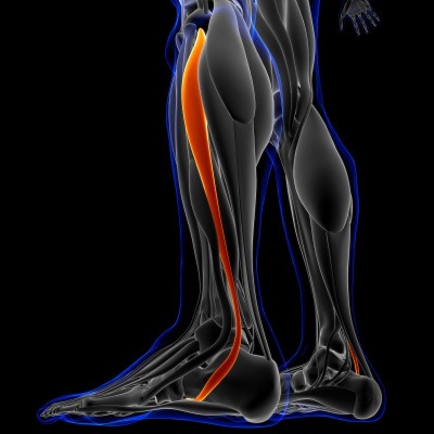 医用概念腓骨长肌解剖3D插图