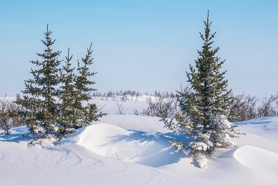 这是加拿大北部的一幅白雪皑皑的冬季风景画，几棵黑色的小云杉屹立在厚厚的积雪中。马尼托巴丘吉尔。