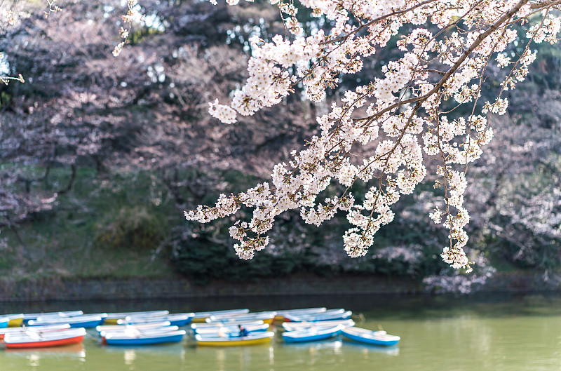 樱花