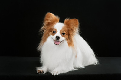 犬种魔