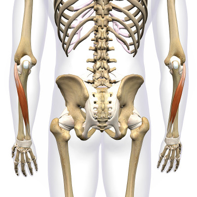 男性人体骨骼上分离的前臂尺侧腕伸肌，白色背景上的3D渲染