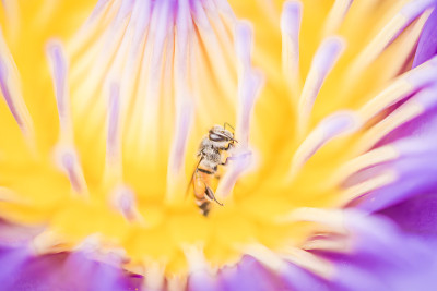 莲花