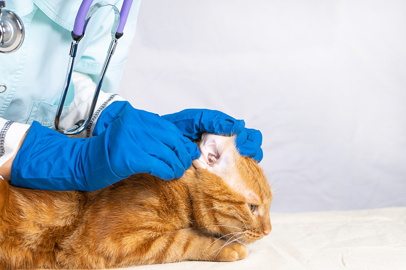 兽医女孩用棉签清洁猫的耳朵