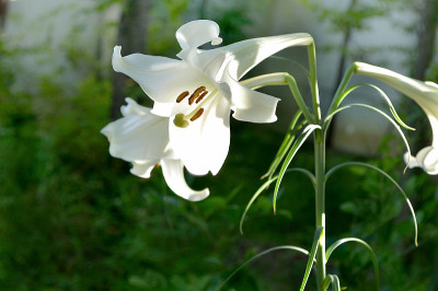 阳光照亮了白百合
