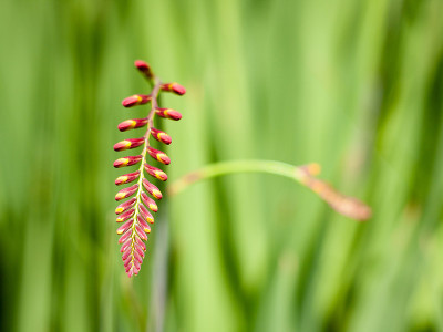 Crocosmia