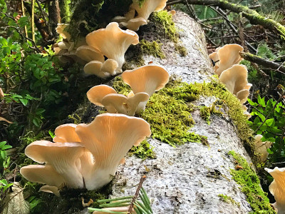 森林蘑菇
