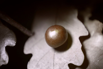 橡树苹果