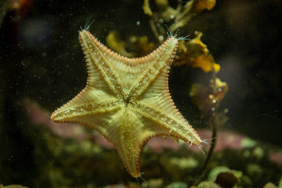 海星