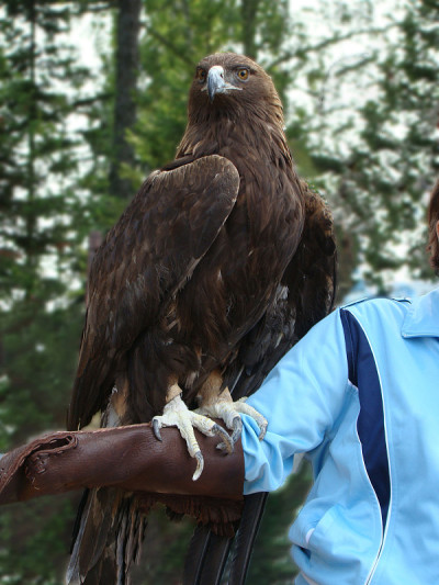 a hand-held Golden eagle sits on a person's arm