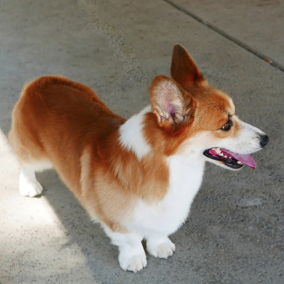 彭布罗克威尔士科基犬