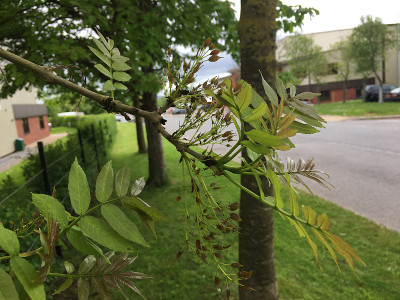 白蜡(Fraxinus excelsior)树- 2018年5月