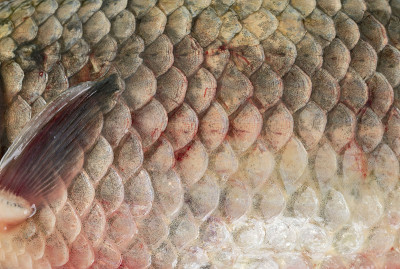Cyprinus carpio