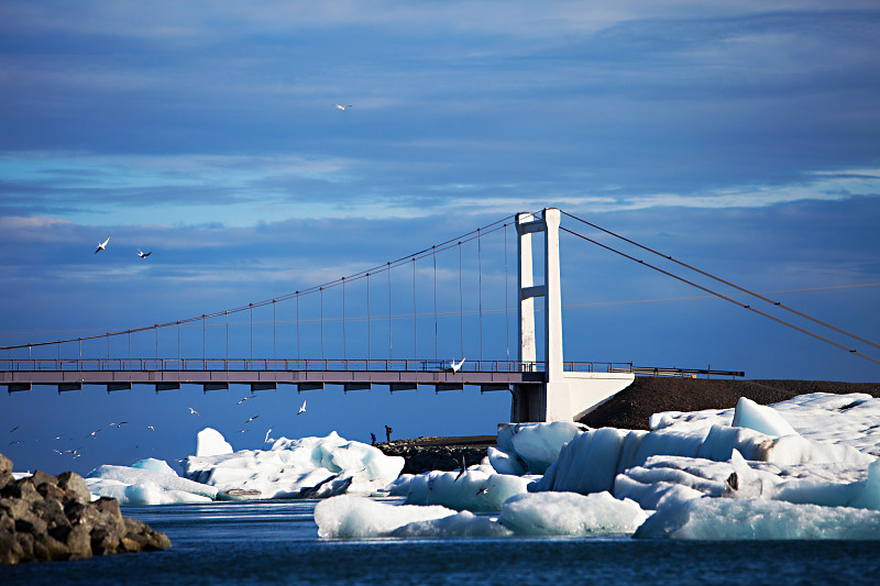 北极燕鸥- Jokulsarlon湖，冰岛