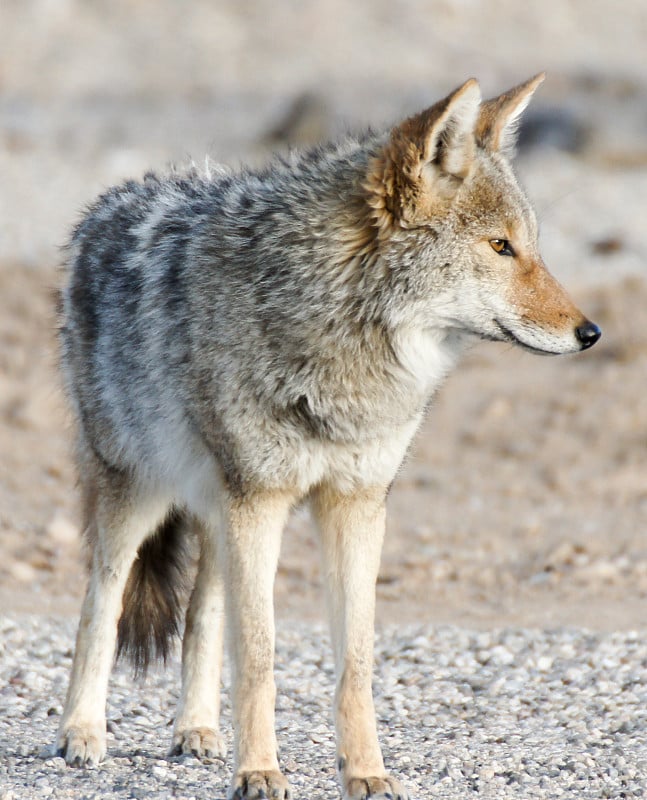 郊狼-犬属latrans