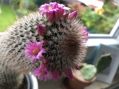 美丽的粉红色仙人掌花