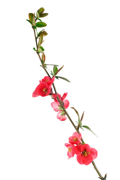 红海棠开花