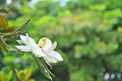 广玉兰的花