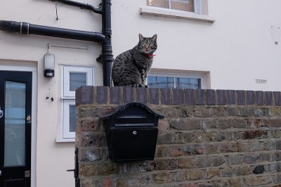 猫在墙上休息