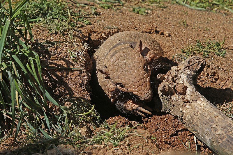 Yellow or Six-banded Armadillo, euphractus sexcinc