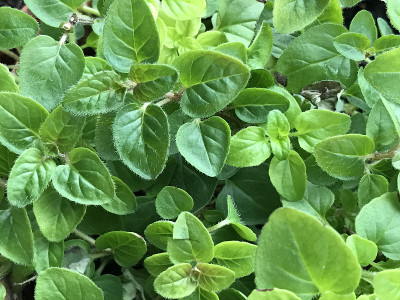牛至植物的特写