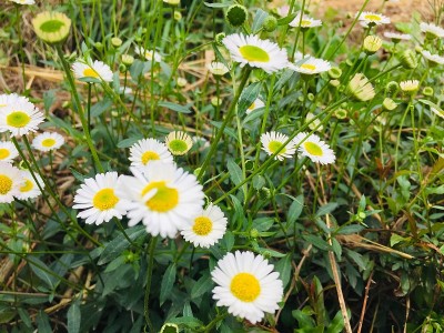 花园里开着白色的花