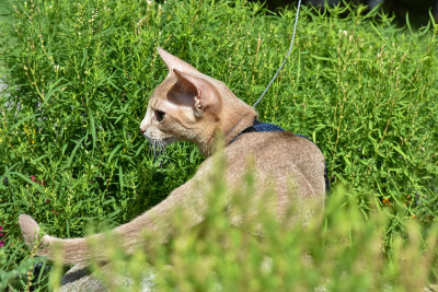 小阿比西尼亚猫色羊怪牵着皮带在院子里散步。宠物在户外散步，在公园里冒险。