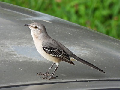 北部嘲鸫(Mimus polyglottos)停在汽车顶部