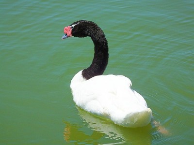 在佛罗里达湖里游泳的黑颈天鹅(Cygnus melancoryphus)